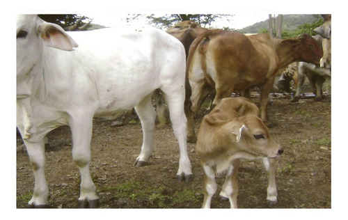 Imagen 13 de 14 de Se Vende Finca Agropecuaria - Cerca San Juan De Los Morros