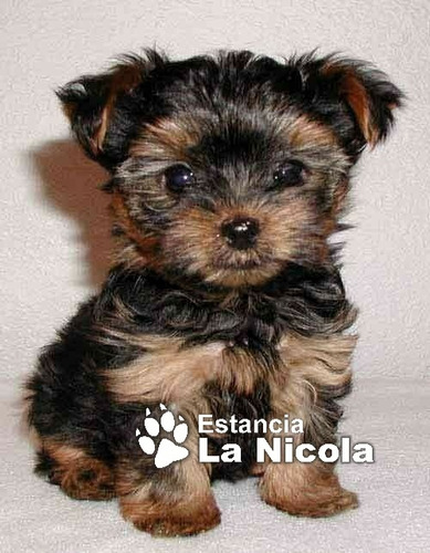 Cachorros Yorkshire Mini 