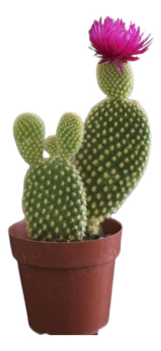 Cactus Variados Colección 