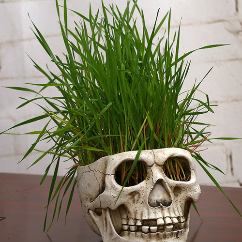 Maceta Plantada Con Forma De Cabeza De Calavera De Resina