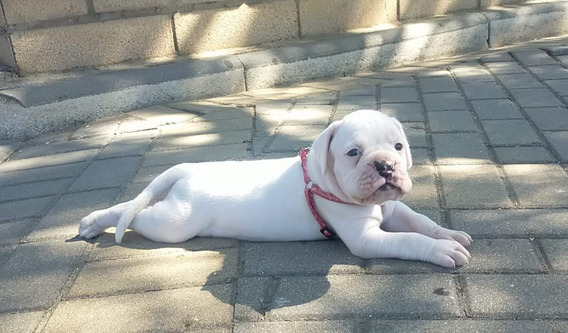 Perro Boxer Bebe Blanco 1 5 A 48d C3 Adas Meses Mercadolibre Com Ar Perro Boxer Bebe Blanco 1 5 A 48d C3 Adas Meses Mercadolibre Com Ar