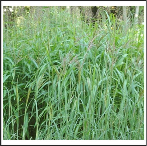 Capim Andropogon Para Solos Fracos -10 Kg De Sementes 2022