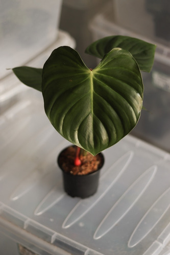 Philodendron Nangaritense