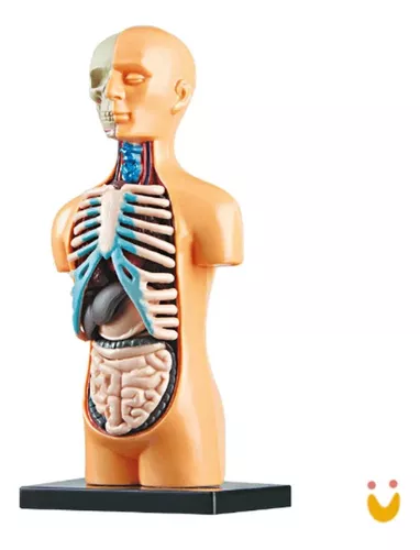 Jogo Didatico Anatomia Com Ossos Para Montar E Com Boneco