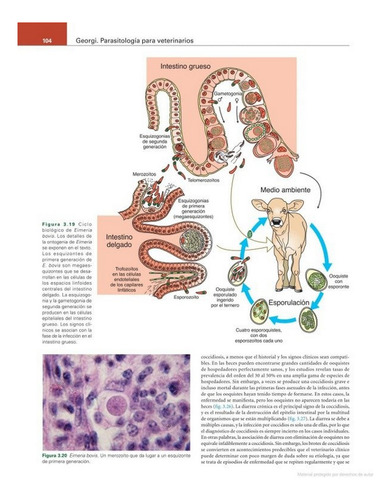 Bowman: Parasitología Para Veterinarios 11ª Ed