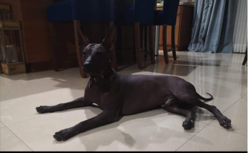 Xoloitzcuintle Talla Intermedia 