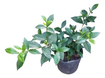 Comprar Planta Jazmín Kimura O Jazmín Enano Para Macetas Y Jardines 
