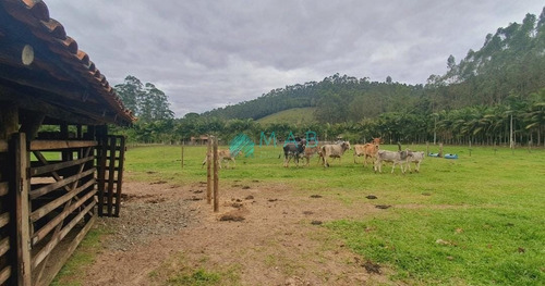 Imagem 17 de 30 de Lindo Sítio À Venda No Bairro São Luiz Em Apiúna Sc!! - Ru00003 - 69368760