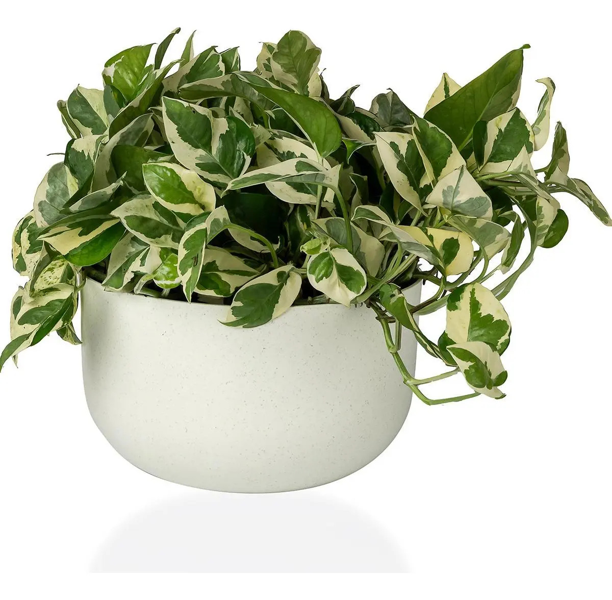Cachepô Coleção Due N6 Pote 21 Vaso Raiz 24x14 Cores Variada