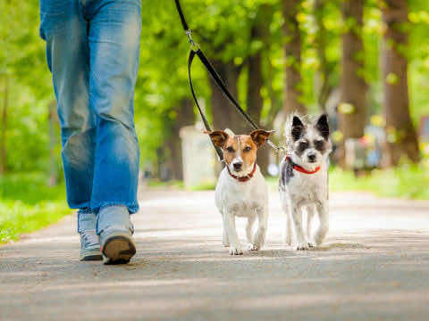 Paseadora De Perros A Cualquier Zona De Irapuato