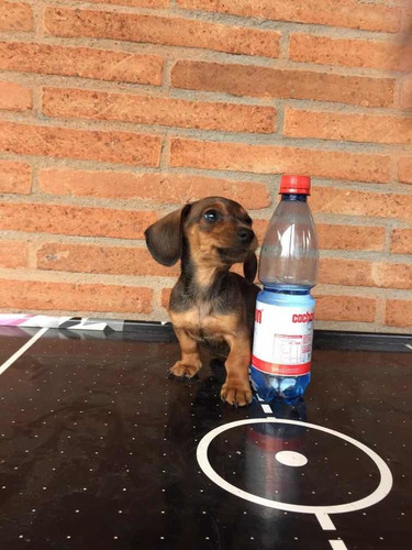 Salchichas Dachshund Muy Mini