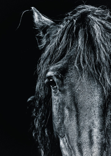 Cuadro Modernos Caballo Negro Marco Y Vidrio Incluido 30x40