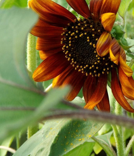 30 Semillas De Girasol Velvet Queen Autenticas Importadas