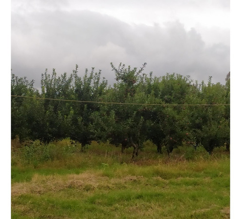 Imagen 11 de 12 de Vendo Linda Chacra Para Vivienda Permante Con Frutales Riego, Financio 50 %!!!!!!