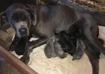 Comprar Cachorros Mastín Napolitano Puros Papas A La Vista
