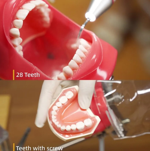 Fantoma Dental Maniquí Con Tipodento Práctica Odontología