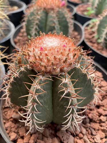 Imagen 4 de 5 de Melocactus - Cactus No Suculenta