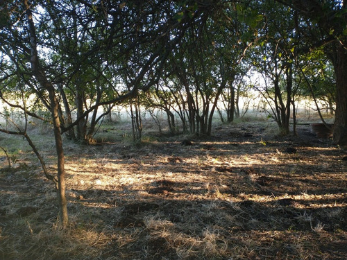 Imagen 13 de 14 de Campo En Venta En Punta Indio - 77 Hectáreas