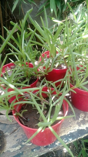 50 Plantas Para Jardines Verticales