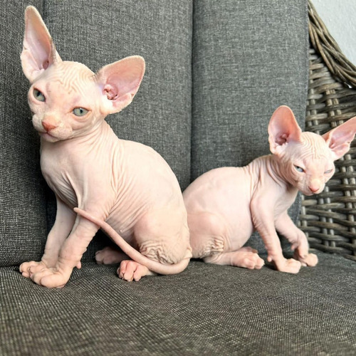 Gatos Esfinge( Sphynx) Con Examenes Tienda De Mascotas