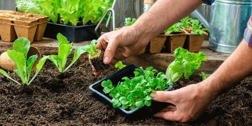 Imagen 3 de 3 de Humus De Lombriz/abono Para Plantas Y Jardín 10 Kg.