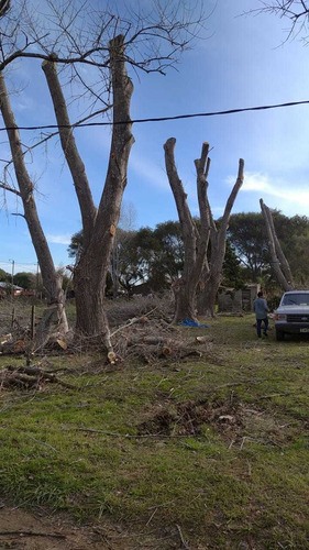 Imagen 3 de 10 de Poda De Arboles, Limpieza De Maleza Y Terrenos