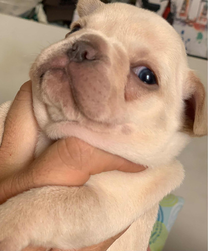 Bulldog Francés Crema Hermoso