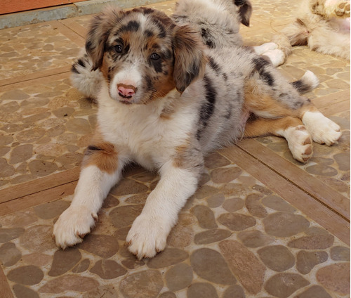 Border Collie