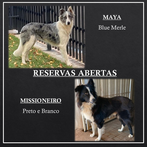 Imagem 1 de 5 de Reserva Filhotes De Border Collie