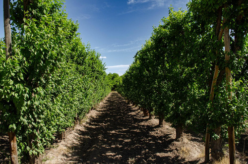 Finca En Venta En Tunuyán
