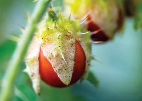 JUCIRÍ (Solanum sisymbrifolium)