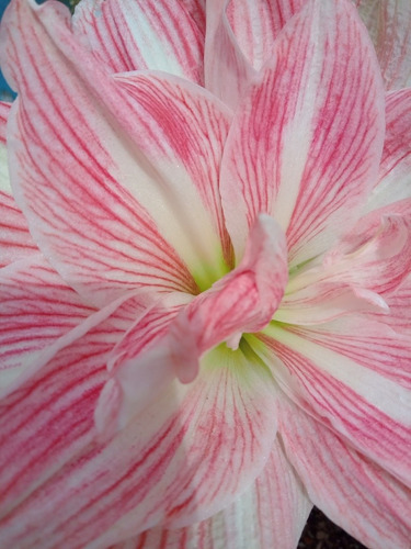 Bulbo Amaryllis Exotico Pretty Nymph. Caba. Envíos