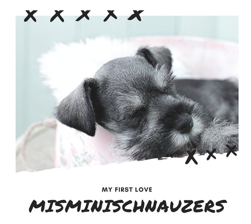 Schnauzer Mini Sal Y Pimienta Hembrita Exclusiva Eugenia 