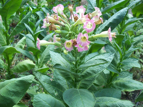 Plantas Plantines De Tabaco De Virginia (nicotiana Tabacum)