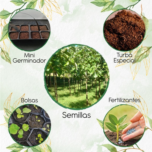 5 Semillas De Árbol Teca Mejorada Con Kit De Germinación