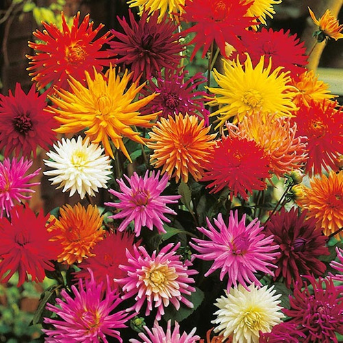 75 Sementes Dalia Dahlia Pompom Cactus Flor Rosa P/ Mudas | MercadoLivre