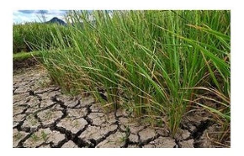 Vetiver Contra La Desertificación Y Erosión De Suelos Tierra