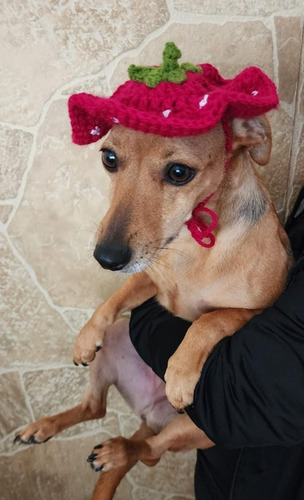 Pechera / Gorros Para Gatos Tejidos Crochet Lapicera Fucsia