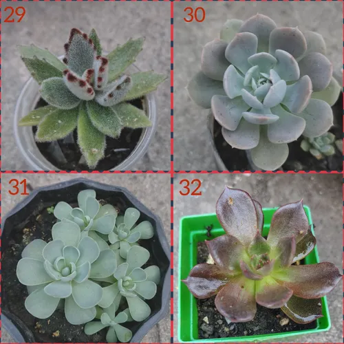Suculentas Y Cactus Barinas