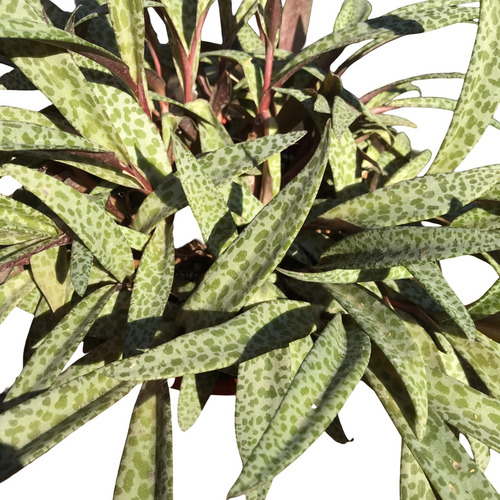 Suculenta Ledebouria Socialis Lirio Leopardo