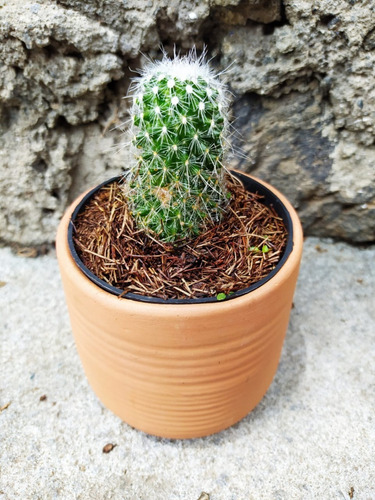 Imagen 2 de 4 de Planta Mammillaria Cactus Exótico Colección Raro Suculenta