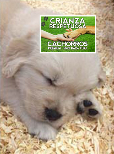 Cachorros Golden Retriever 100% Puros Con Libreta