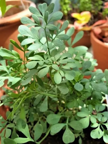 comprar Semillas Agroecologicas De Ruda - Mix De Variedades