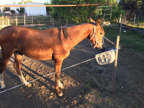 Vendo Potrillo Criollo Tatuado