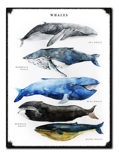 #51 - Cuadro Vintage 30 X 40 - No Chapa Ballenas Whale Mar