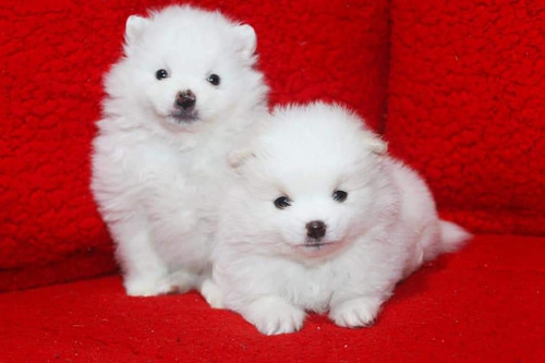Imagen 2 de 3 de Cachorros Pomerania