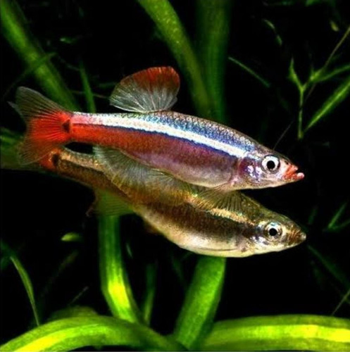 Tetra Tanicts (tanichthys Albonubes) Pact C/ 5 Prata E Vermelho