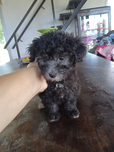 Imagen 2 de 6 de Hembra Caniche Entrega 25 De Noviembre