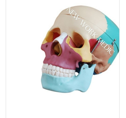 Modelo Anatómico Cráneo Humano Varios Colores