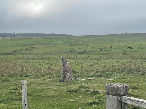 Imagen 14 de 21 de 270 Hectareas Ganaderas A 28 Km De Minas 3300 Dólares La Hec